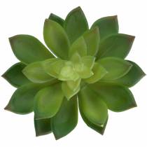 Joubarbe succulente verte 14cm