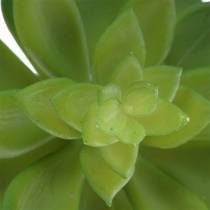 Joubarbe succulente verte 14cm