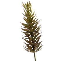 Article Branche de succulente brun clair 48 cm
