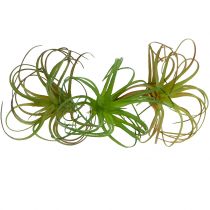 Tillandsia assorti 8cm 3pcs