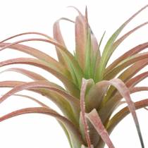 Tillandsia vert-rouge floqué 15cm 4pcs