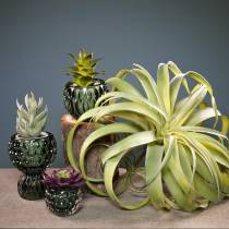 Tillandsia artificiel à coller vert clair plante artificielle 30cm
