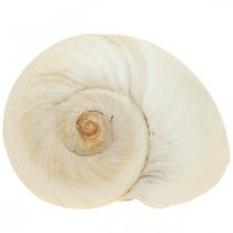 Déco de table maritime, coquilles d&#39;escargots vides blanc 4–5cm mix 500g