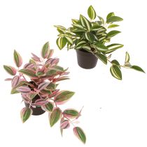Article Tradescantia Plante verte artificielle en pot H19,5cm 2pcs