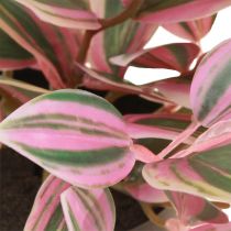 Article Tradescantia Plante verte artificielle en pot H19,5cm 2pcs