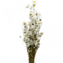 Article Fleurs séchées Acroclinium Fleurs blanches fleuries sèches 60g