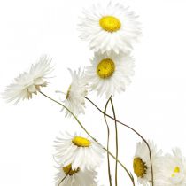 Article Fleurs séchées Acroclinium Fleurs blanches fleuries sèches 60g