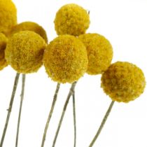 Article Craspedia séchées jaunes, tiges de 70 cm, botte d’environ 10 fleurs