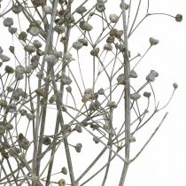Fleur séchée Massasa blanc déco branches 50-55cm bouquet de 6pcs