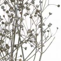 Article Fleur séchée Massasa branches décoratives blanchies 50-55cm bouquet de 6 pcs