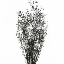Fleur séchée Massasa noire décoration naturelle 50-55cm bouquet de 10pcs