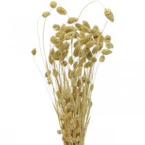 Article Fleur séchée Phalaris, bouquet d'herbe décorative, floristique sèche, nature bohème, blanchie L55cm 100g