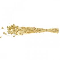 Article Fleur séchée Phalaris, bouquet d'herbe décorative, floristique sèche, nature bohème, blanchie L55cm 100g