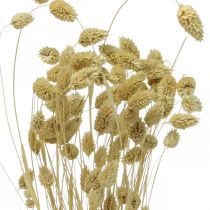 Article Fleur séchée Phalaris, bouquet d'herbe décorative, floristique sèche, nature bohème, blanchie L55cm 100g