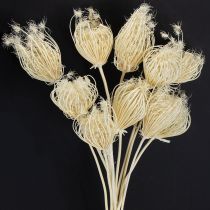 Article Fleurs séchées fenouil crème blanchi 45cm bouquet 10 pcs