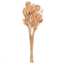 Article Décoration fleurs séchées fenouil saumon L50cm Ø4-5cm 100g