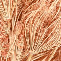 Article Décoration fleurs séchées fenouil saumon L50cm Ø4-5cm 100g