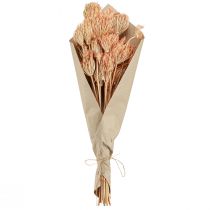 Article Décoration fleurs séchées fenouil saumon L50cm Ø4-5cm 100g