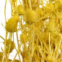 Fleurs Séchées Chardon Sec Jaune Fraise Chardon 100g