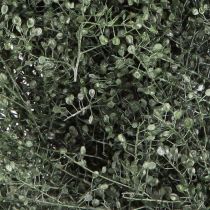 Article Couronne de fleurs séchées décoration lepidium métallisé vert Ø33cm