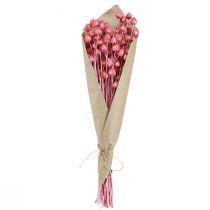 Article Fleurs séchées chardon sec rose chardon fraise teint 50cm 100g