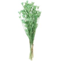 Article Fleurs séchées cumin noir nigelle verte 50cm 100g