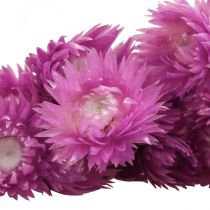 Article Fleurs séchées Capblumen violettes – Bouquet naturel 42 cm