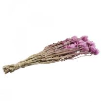 Article Fleurs séchées Fleurs de calotte Fleurs de paille violettes H42cm