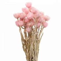 Article Fleurs séchées fleurs de calotte fleurs paille rose H42cm