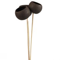 Fleurs séchées coupelles décoratives en cloche sur tige noir 44cm 3pcs