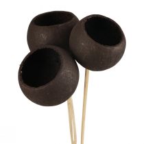 Fleurs séchées coupelles décoratives en cloche sur tige noir 44cm 3pcs