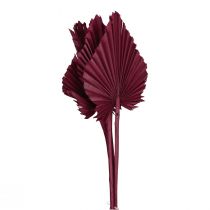 Article Décoration fleurs séchées, lance de palmier vin séché rouge 37cm 4pcs