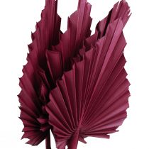 Décoration fleurs séchées, lance de palmier vin séché rouge 37cm 4pcs