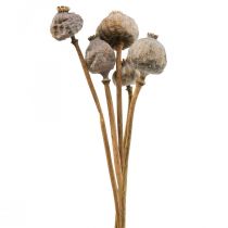 Capsules de fleurs de pavot séchées grande nature déco coquelicot 5pcs