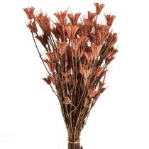 Fleurs séchées cumin noir décor rouge brun Nigelle 40cm 100g