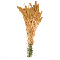 Article Fleurs séchées Setaria Pumila Orange, millet à soies décoratif 72 cm 225 g
