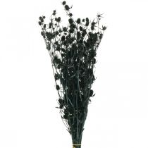 Chardon Séché Fraise Noire Chardon Fleurs Séchées 100g
