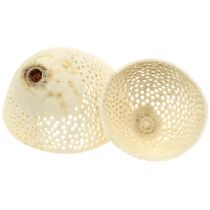 Article Cloche de fruits séchés blanchie pour fleurs funéraires 8,5-11 cm 10 pièces