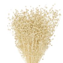 Article Herbe de lin séchée blanchie naturellement 50-55cm 180g
