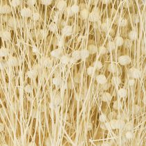 Article Herbe de lin séchée blanchie naturellement 50-55cm 180g