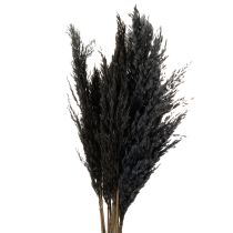 Article Herbe sèche, roseau, noir, 70 cm, tendance décorative, lot de 10