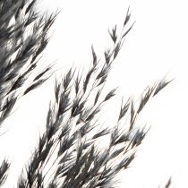 Article Herbe sèche, roseau, noir, 70 cm, tendance décorative, lot de 10