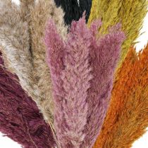 Article Carex d&#39;herbe sèche séché diverses couleurs 70cm 10 pcs