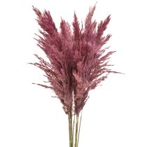 Article Herbe sèche carex herbe décorative séchée vieux rose 75cm 10 pièces