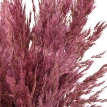 Article Herbe séchée Riedgrass Altrose 75 cm 10 pièces
