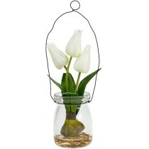 Tulipe blanche dans le verre H21cm 1P