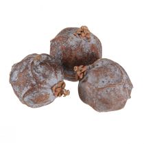 Article Cônes de genévrier Genévrier syrien naturel Ø1,5–2,5cm 1kg