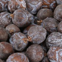 Article Cônes de genévrier Genévrier syrien naturel Ø1,5–2,5cm 1kg