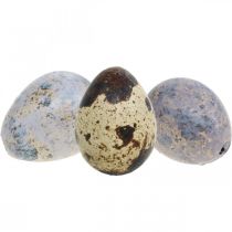Mélange d&#39;oeufs de caille violet, violet, oeufs vides nature comme décoration 3cm 65p