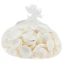 Article Coquilles blanches coques décoratives blanc crème 2-3,5cm 300g